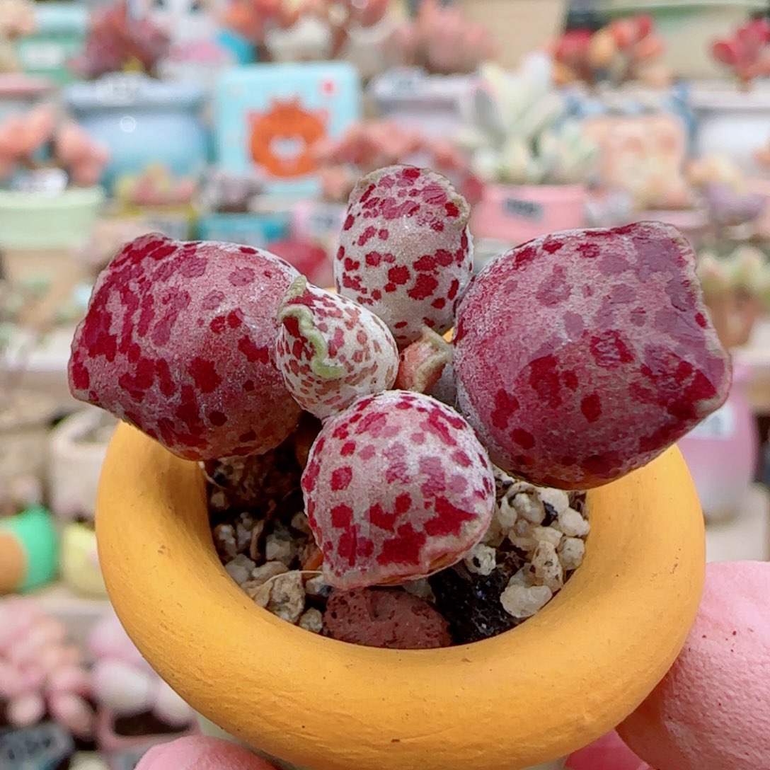 粉丸海豹 盆口2.5cm