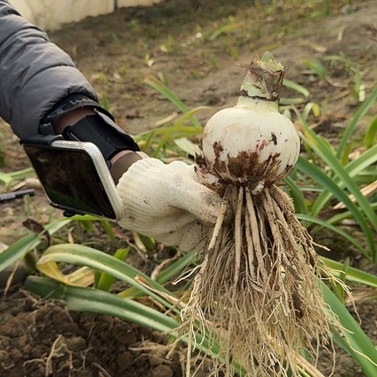 滑稽演员8厘米 开花包对版