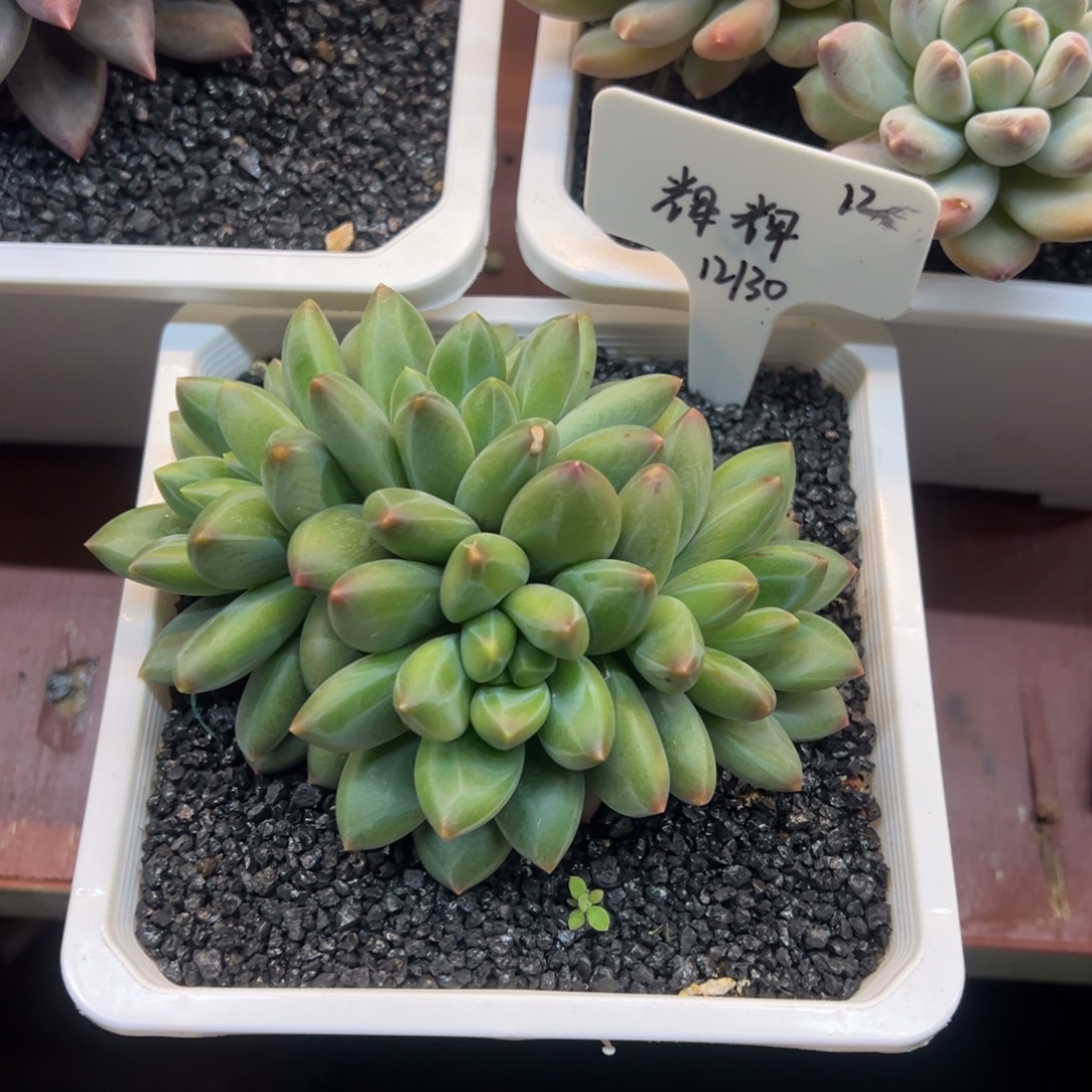 天***辉12多肉植物一物一拍