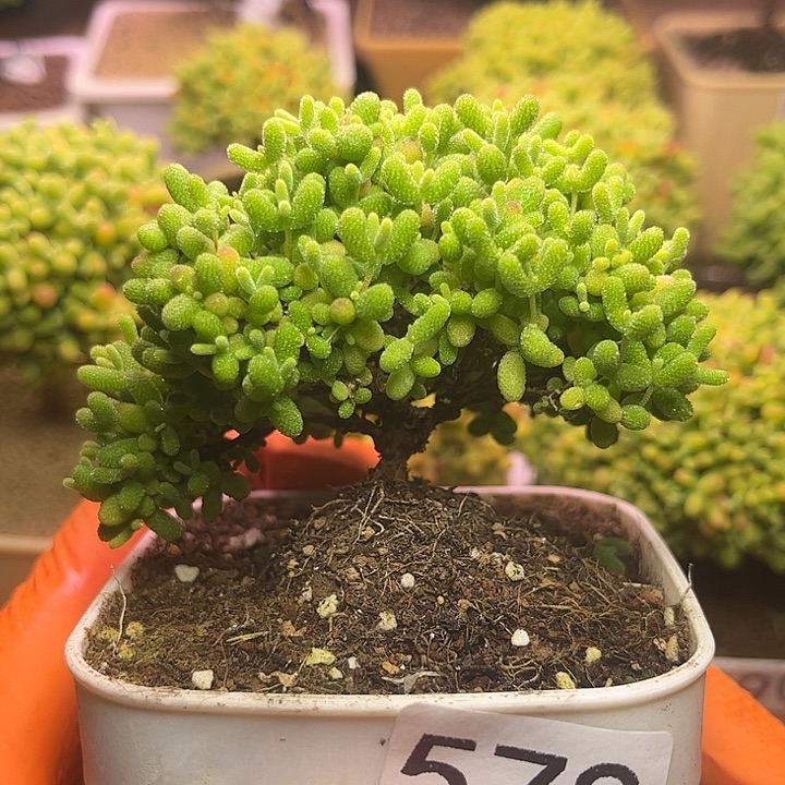 无花朵578蜜桔糖球