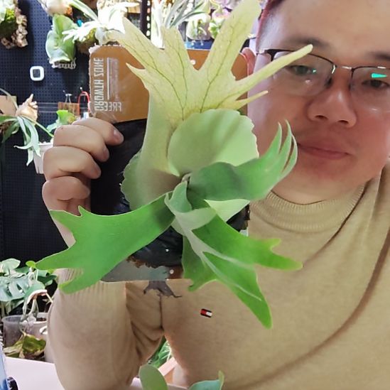 网***者小皇冠鹿角蕨换木板288