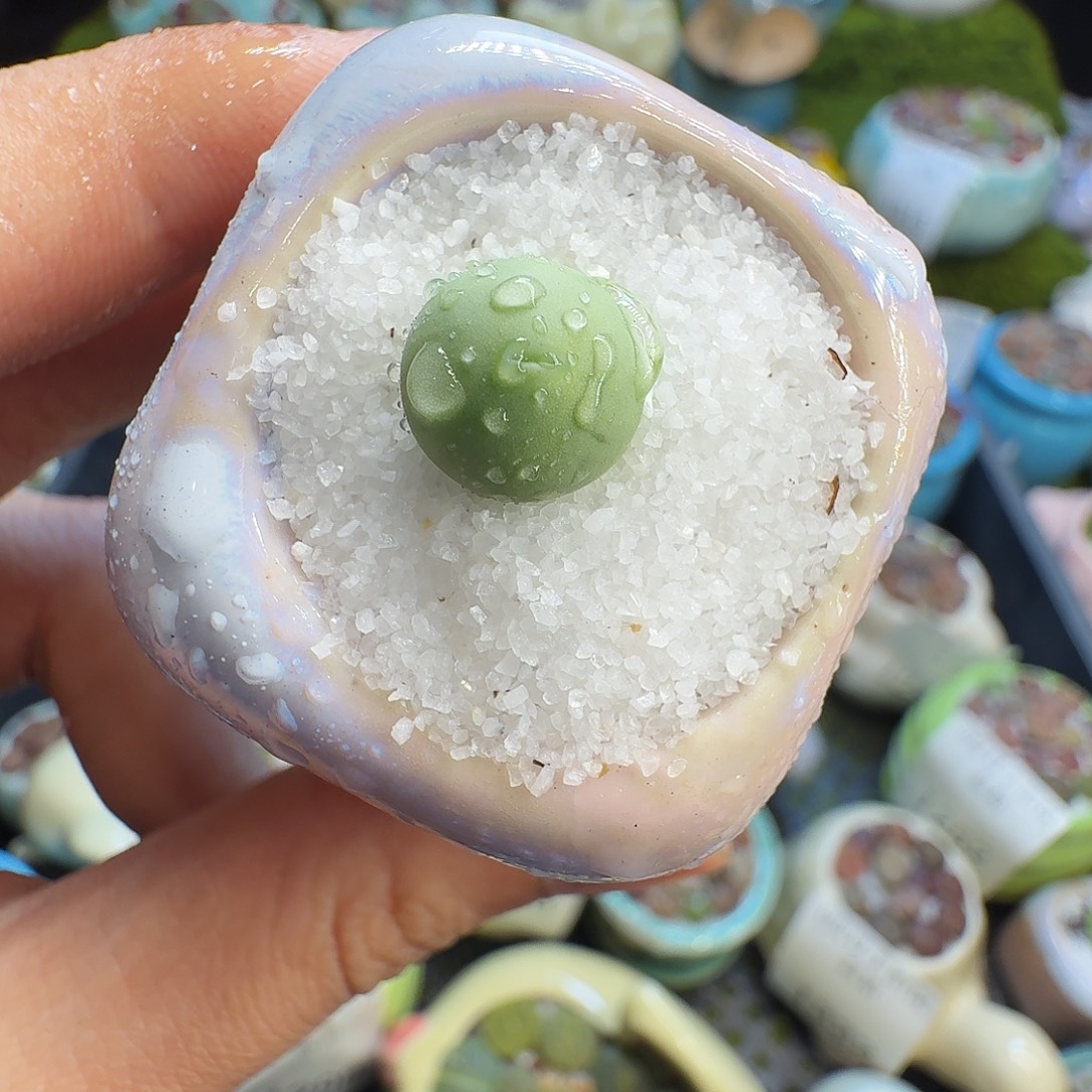 多肉葡萄的味道1333