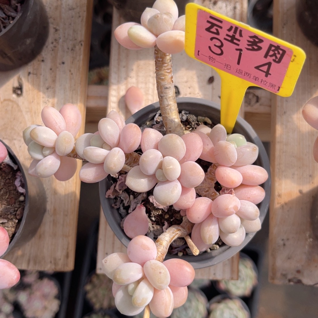 云尘多肉一物一拍314，