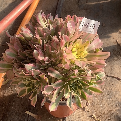 410粉钻多肉法师锦