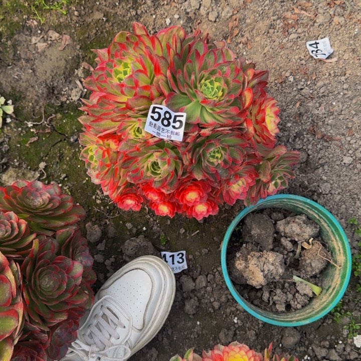 海王花27-12包邮花花