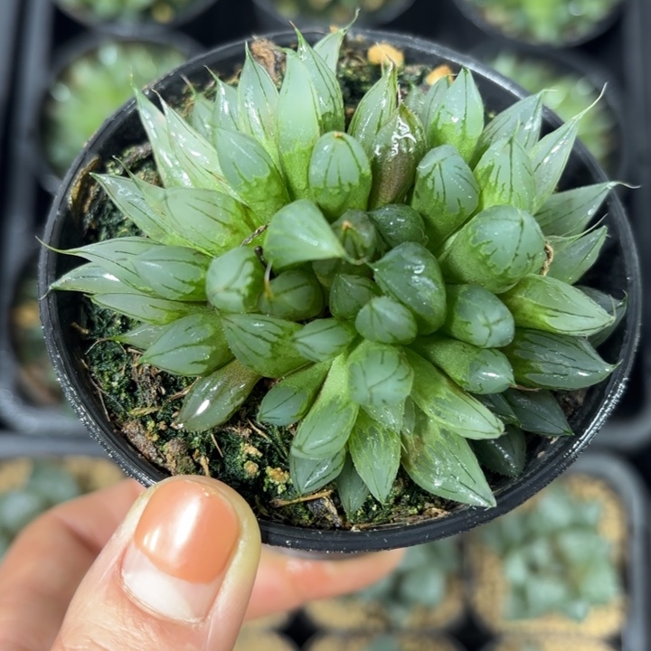 冰钻玉露多肉植物
