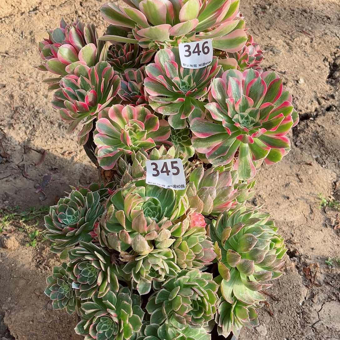 无花朵多肉植物组合345