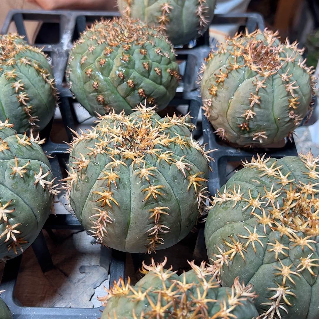 大猫爪无根8.5公分开根慢