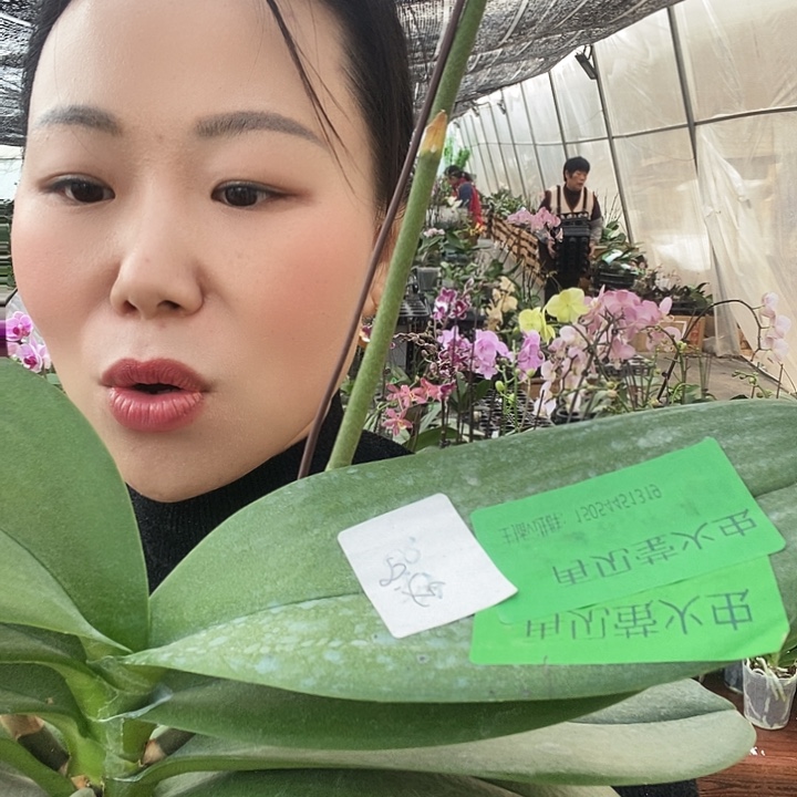 无花朵再见萤火虫蝴蝶兰