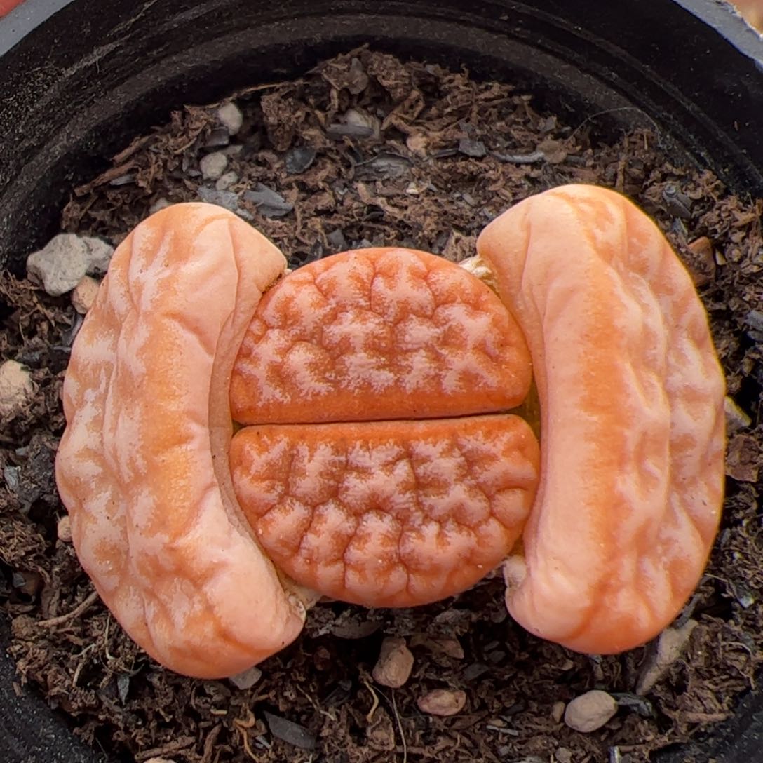 094号拿铁 多肉植物