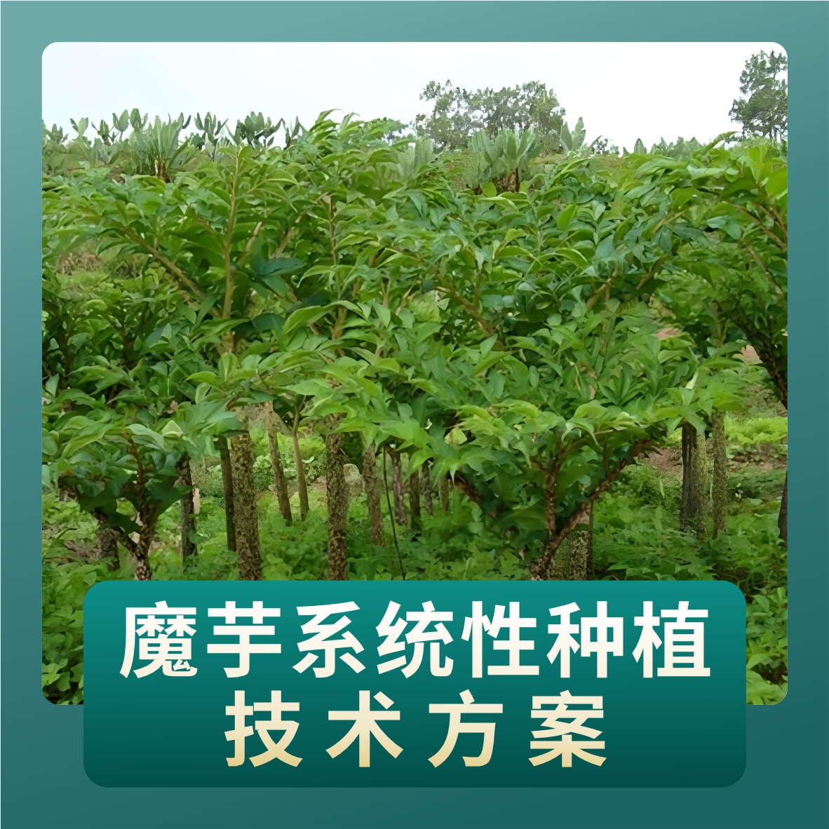 魔芋系统性种植技术方案