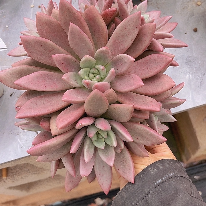 桃花源2140多肉植物