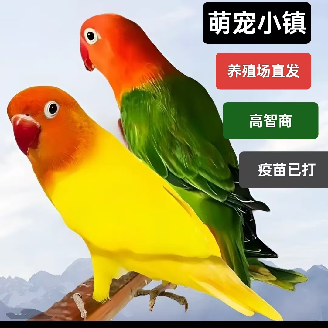 牡丹鹦鹉活体宠物鸟可教学说话易亲人观赏鸟