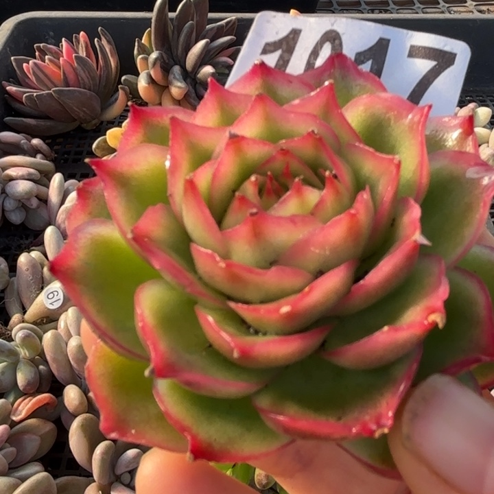 侧影锦多肉植物满18包邮当场凑单