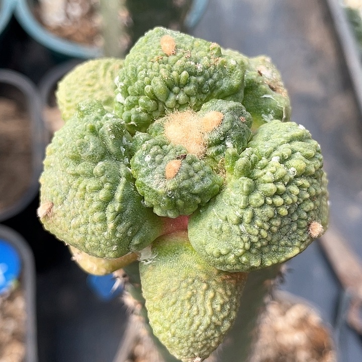 仙人球哥斯拉怒146