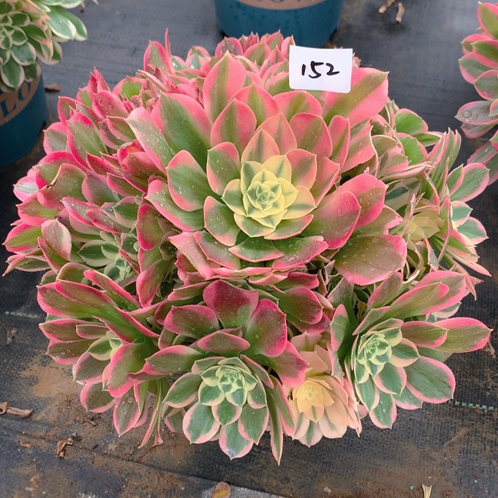 152粉水晶精品法师多肉