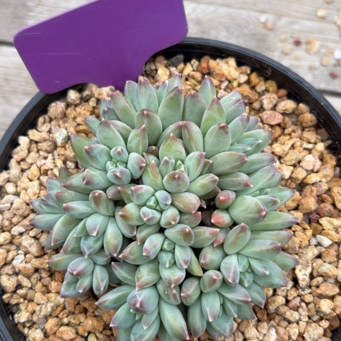 无花朵幻影11111111111