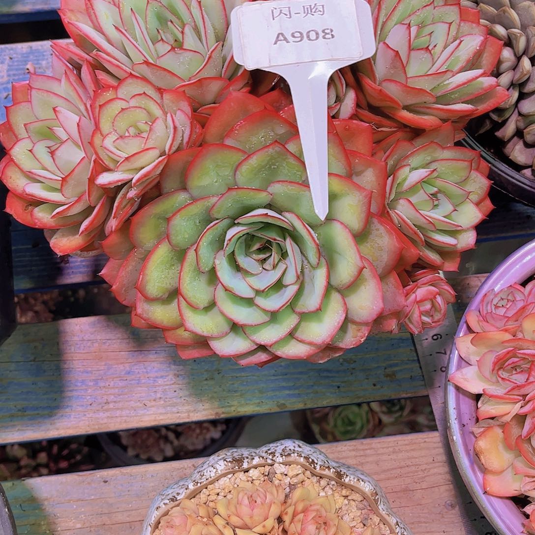 *****牡丹亭Ａ908号一颗一物一拍