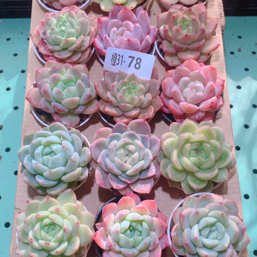 田****31-78一物一拍多肉带盆18颗