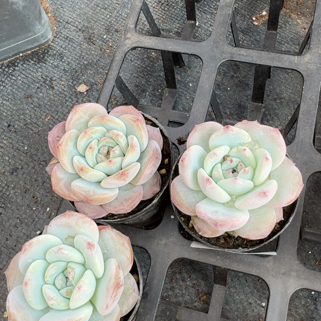 三颗梦露杂交量拍24-238