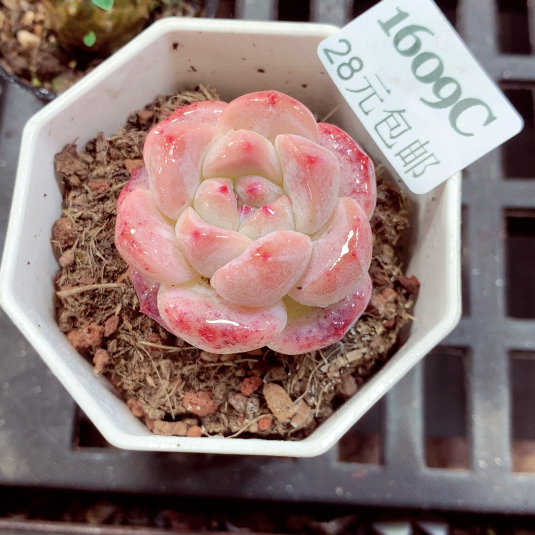 5厘米盆精控多肉1609