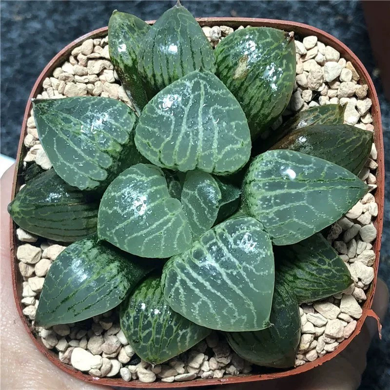 水晶康平玉露多肉植物玉露十二卷绿植盆栽