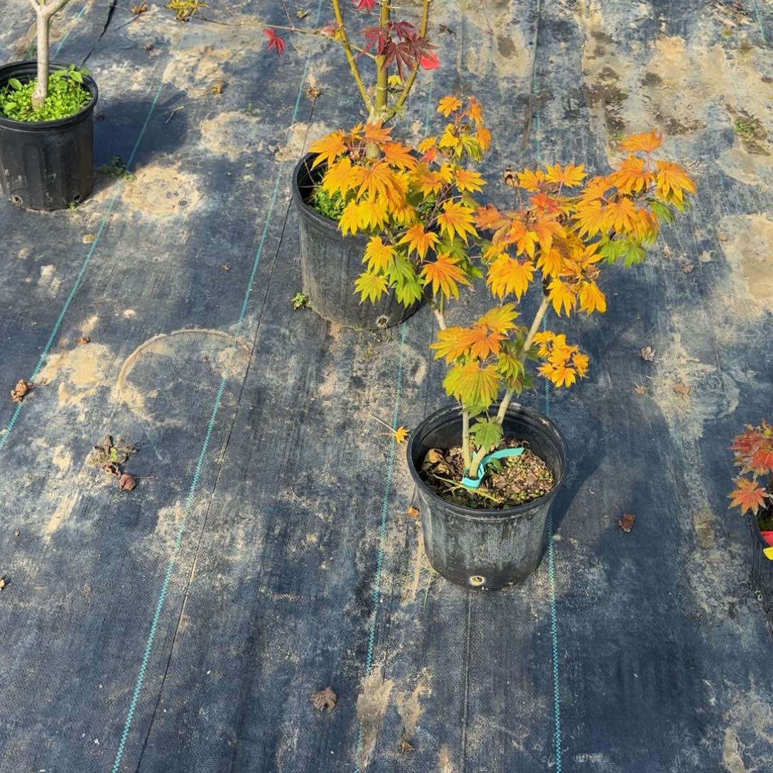 无花朵各种各样的品种