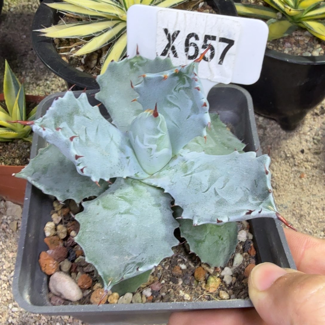 福利甲蟹一颗脱土发