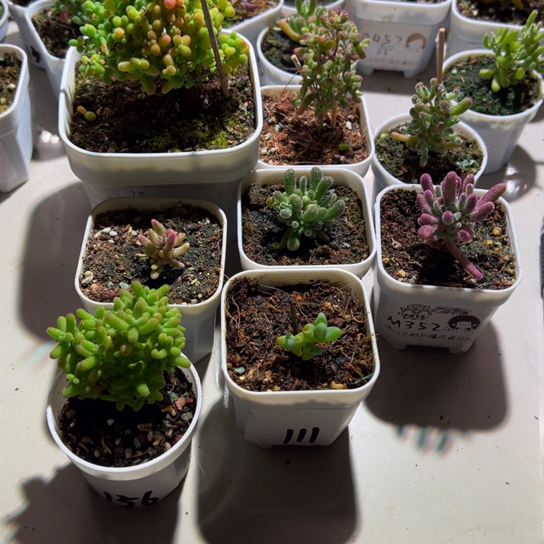 ****开组合一物一拍带盆土发货