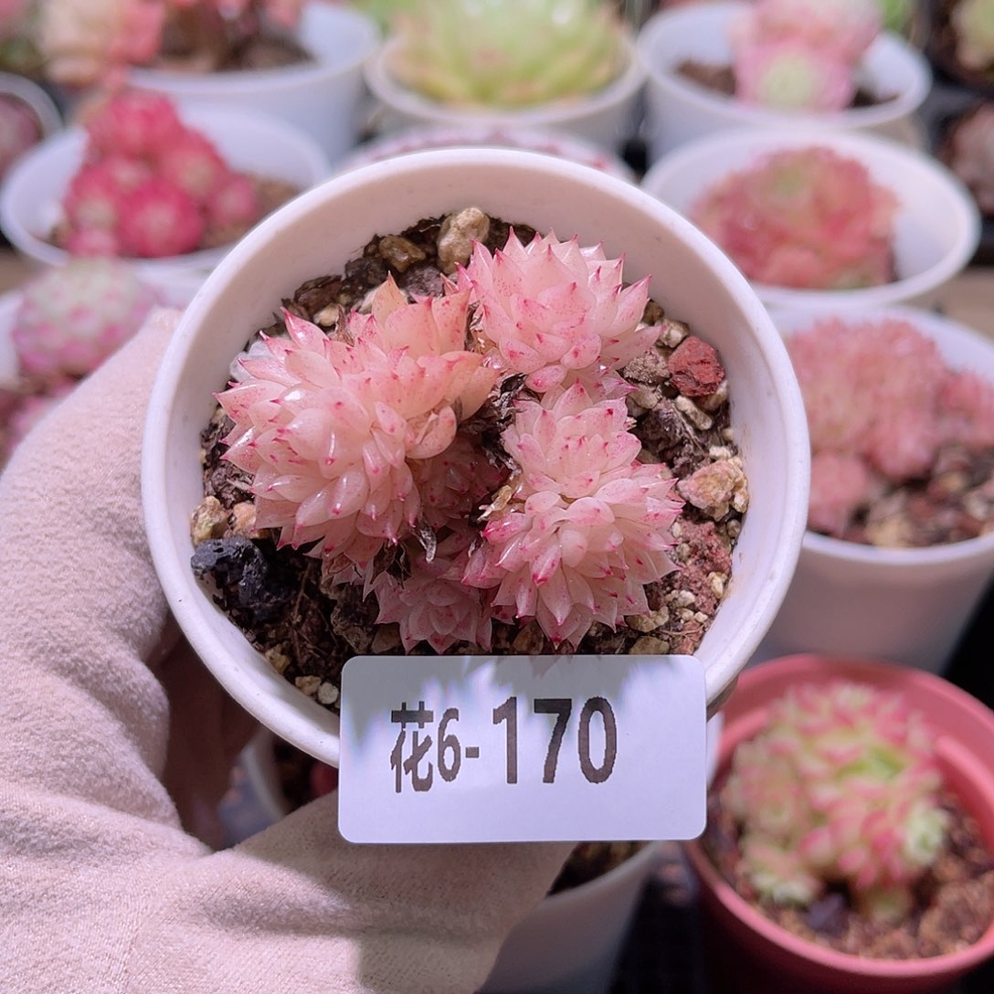 花利美6-170麦秆群