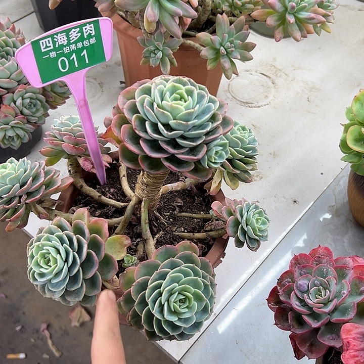 相***伴哈密瓜多肉植物提取成分011