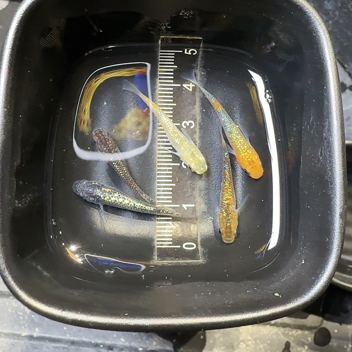 青鳉鱼39号拍品星光混搭