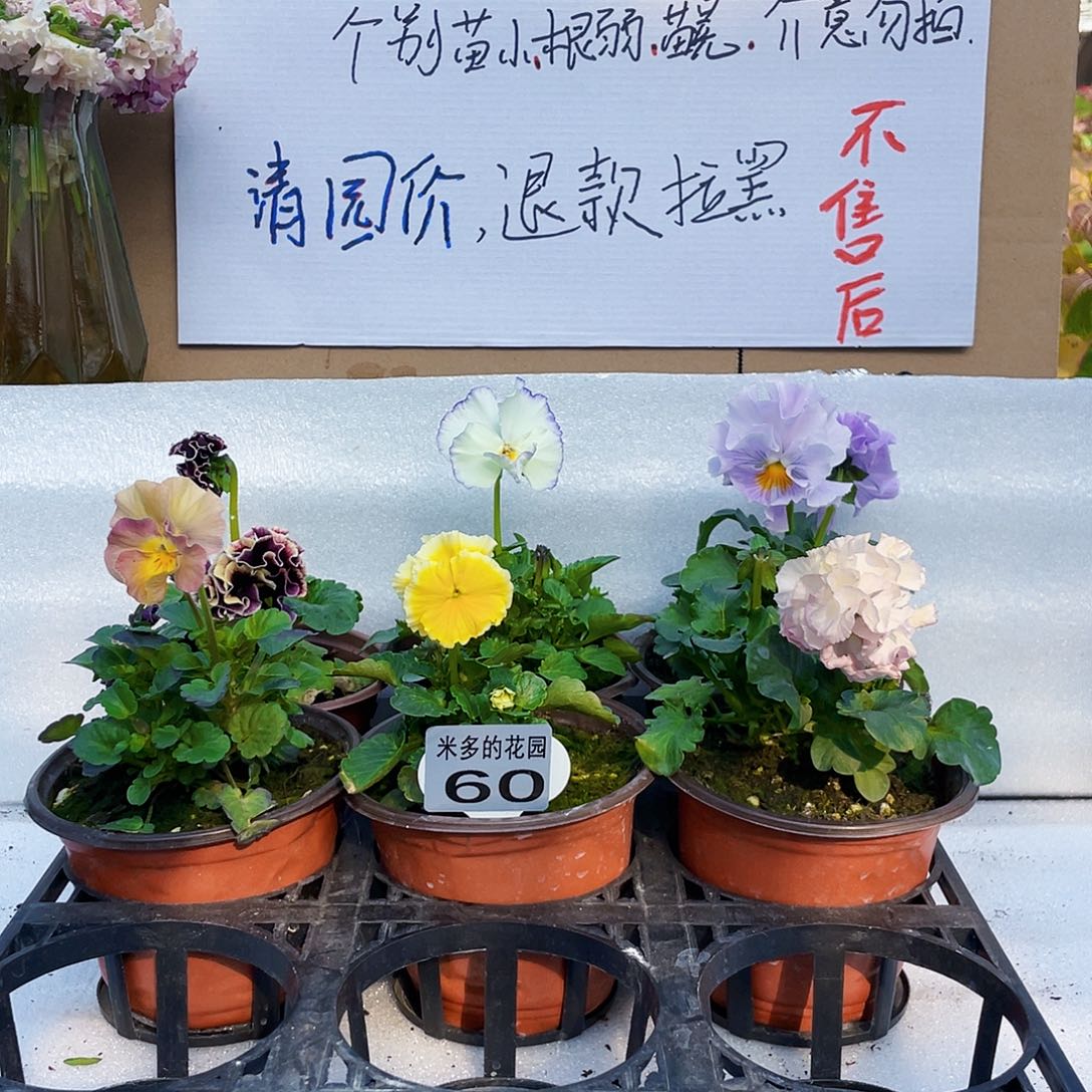 大部分花苞少量开放60