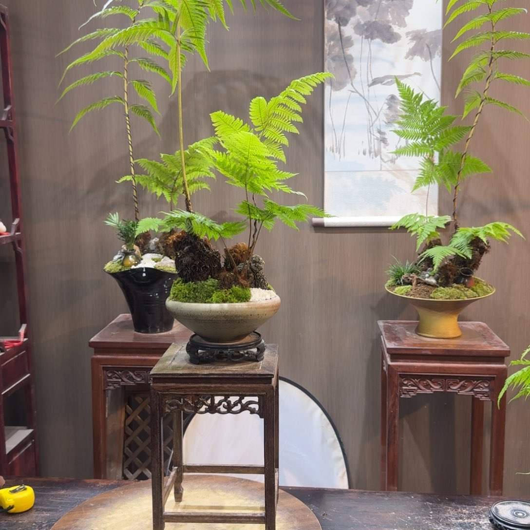 天***平无花朵蕨类植物一物一拍