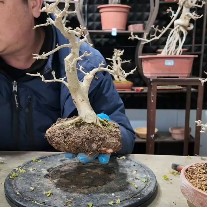 无花朵对节白蜡盆景