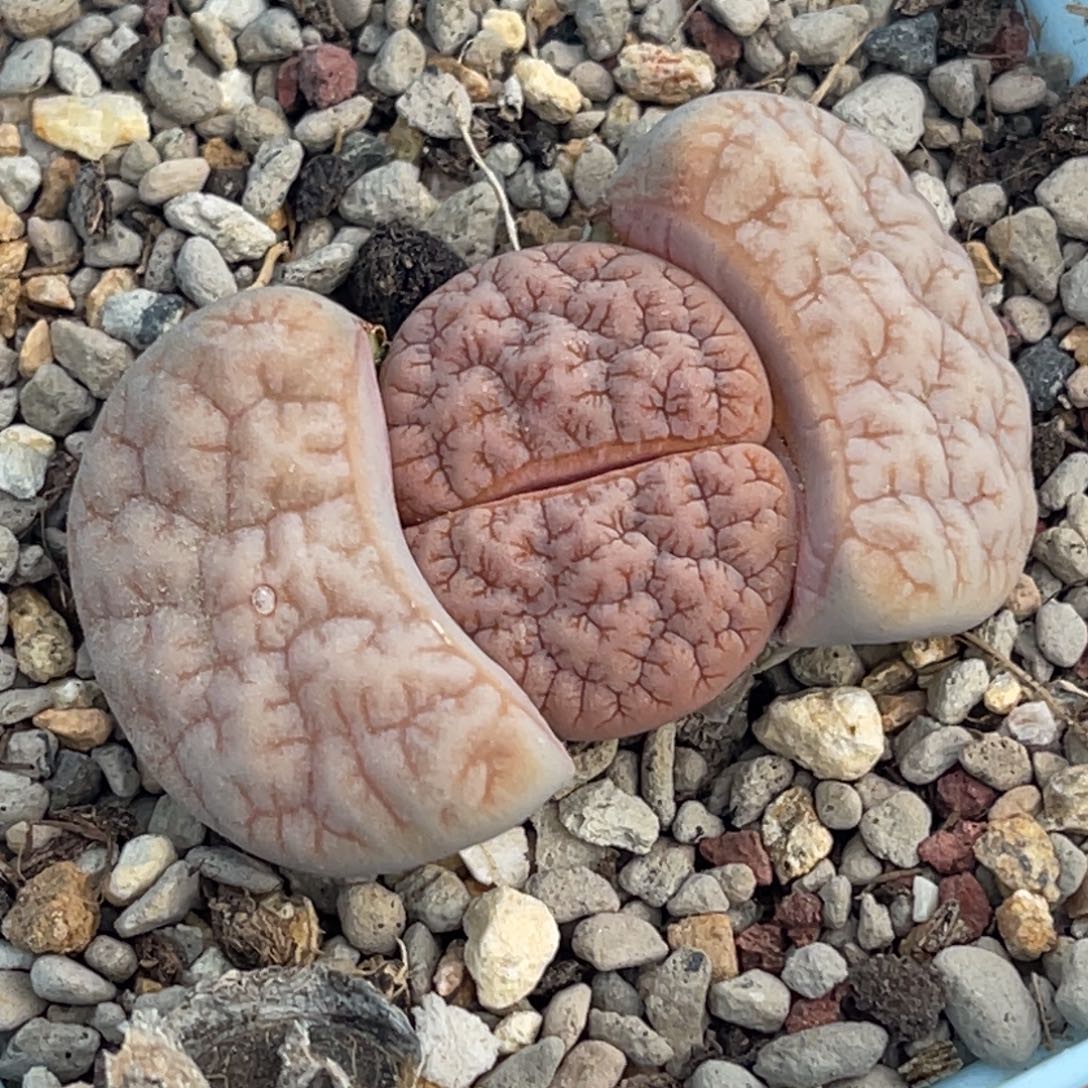 6734睫毛凹凸铁189一颗