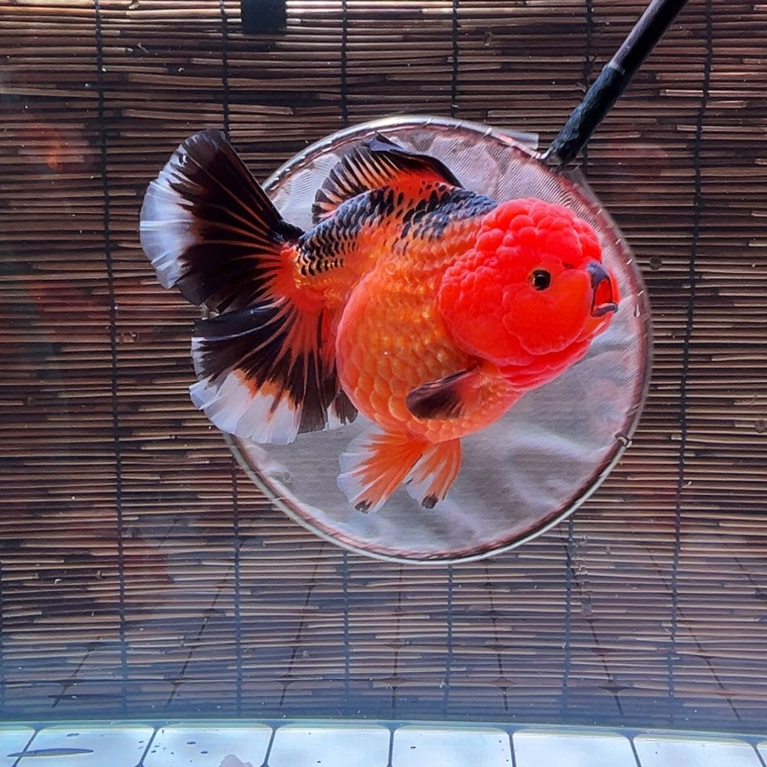 金鱼百褶泰狮冷水金鱼