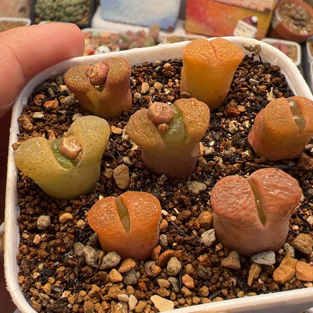 851多肉植物百科