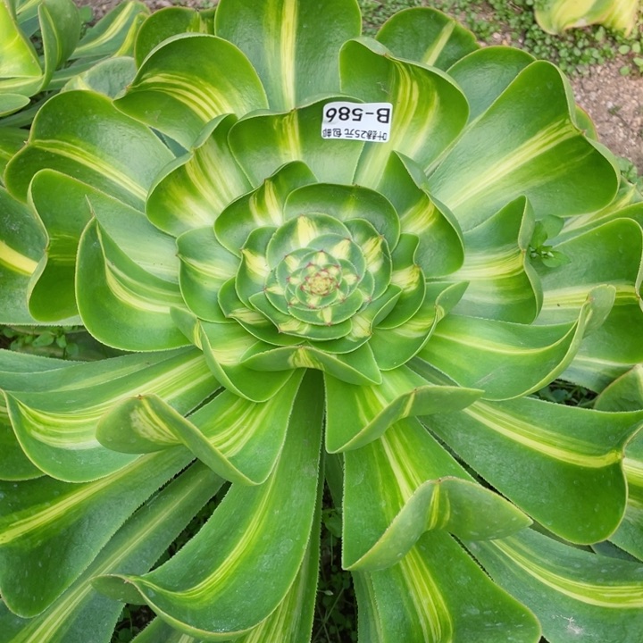 586暴君多肉12345678