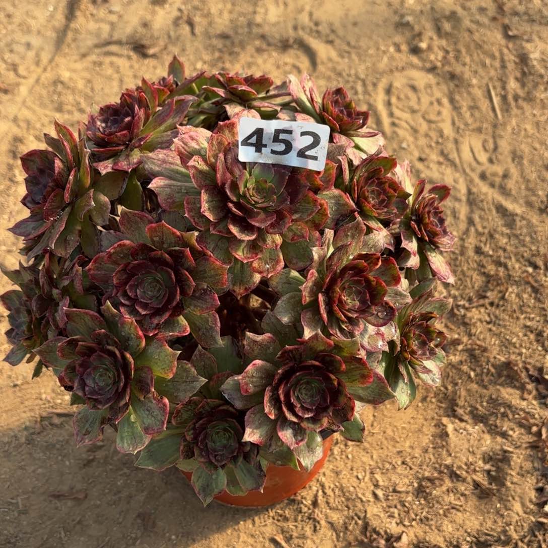 452红丝绒多肉不包损