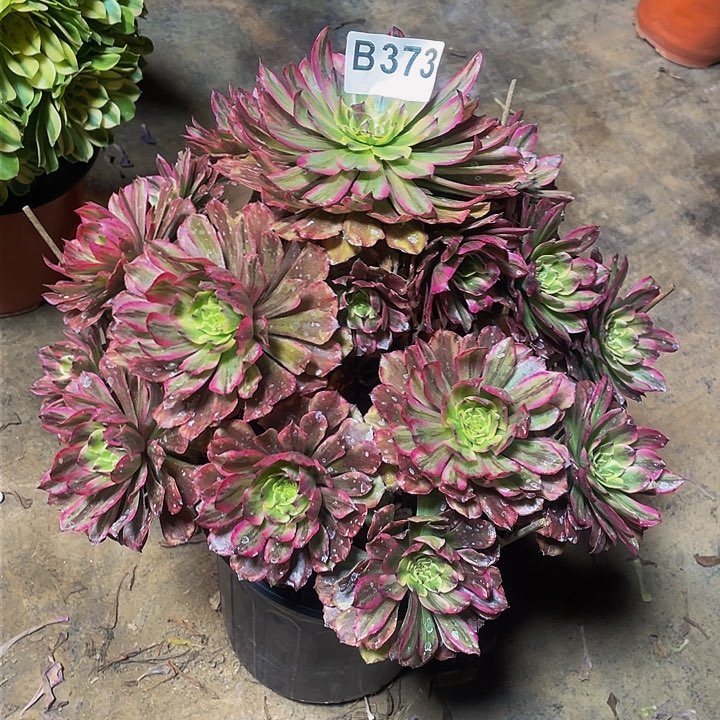 多肉法师373号奥黛丽不包损