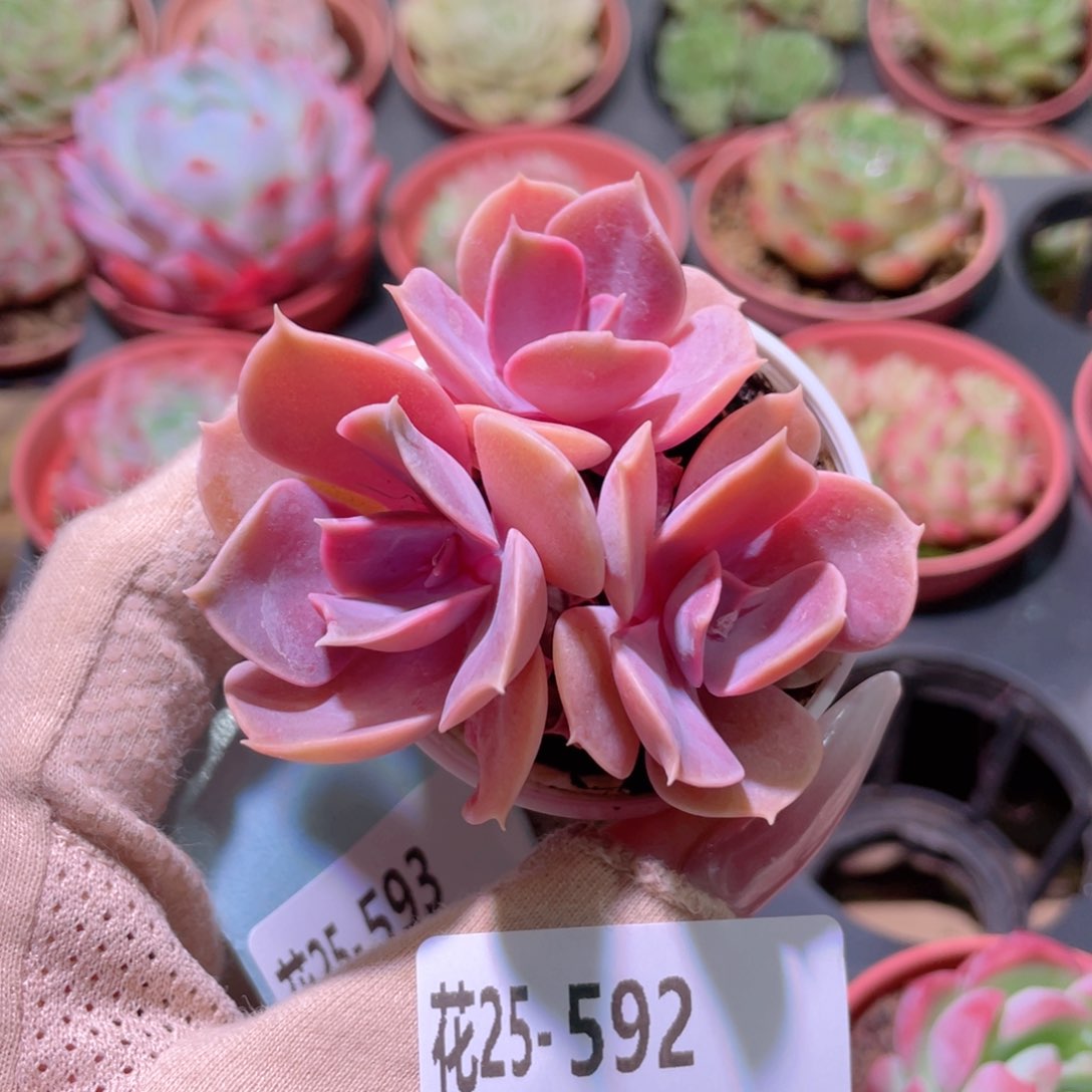 花利美25-592紫珍珠