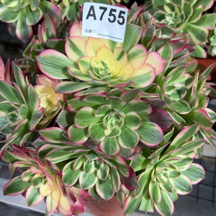 755海鲜23厘米左右