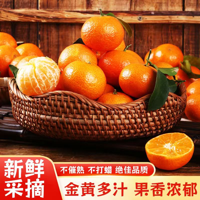 【FT】广西桂林砂糖橘 正宗广西桂林永福砂糖橘 果园现摘 产地直发