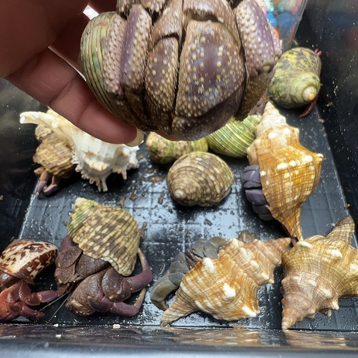 4.8口短腕一只包活不包全品满20包邮不拍加热包不包活