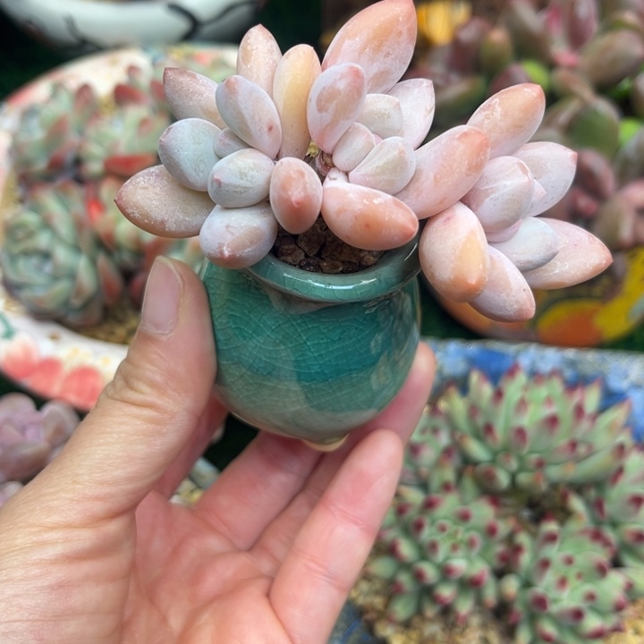 香水多肉老庄带盆发货……