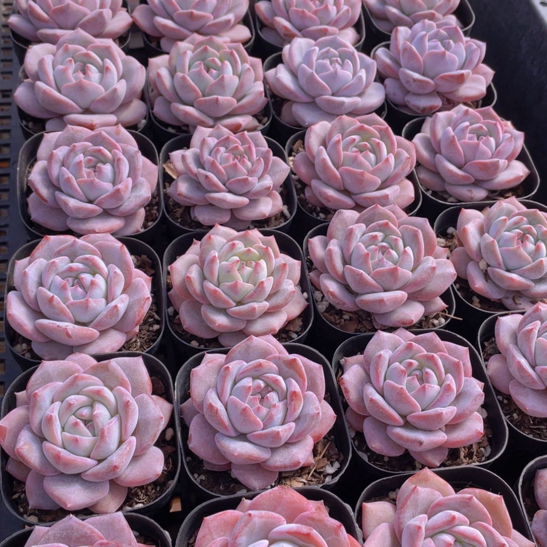 量拍33号 梦橙单头一个