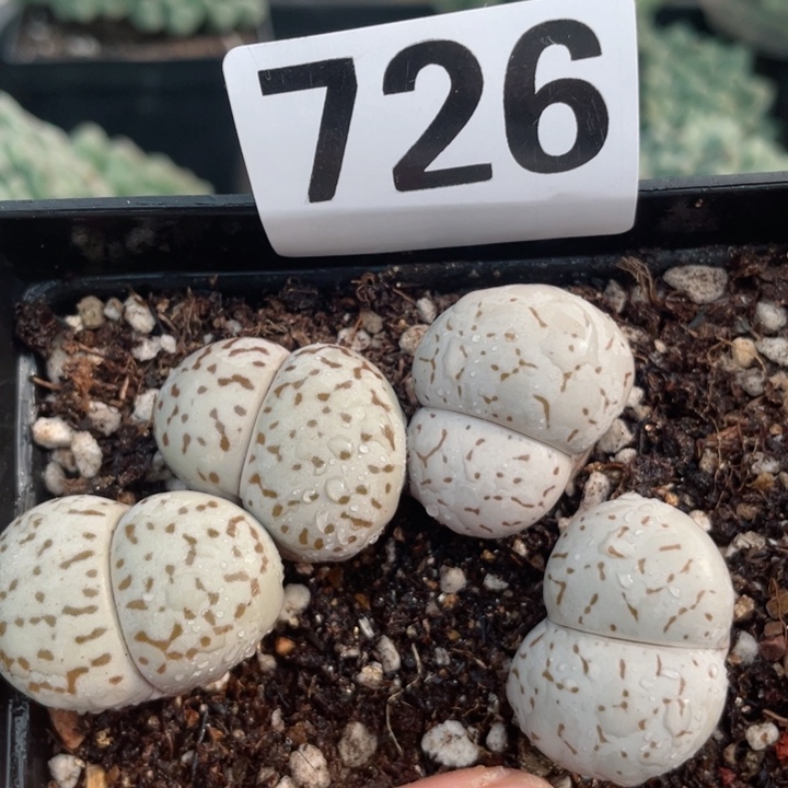 726红网纹灵耀玉