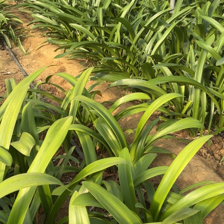 无花朵秋*明亮尼夫包对版现挖