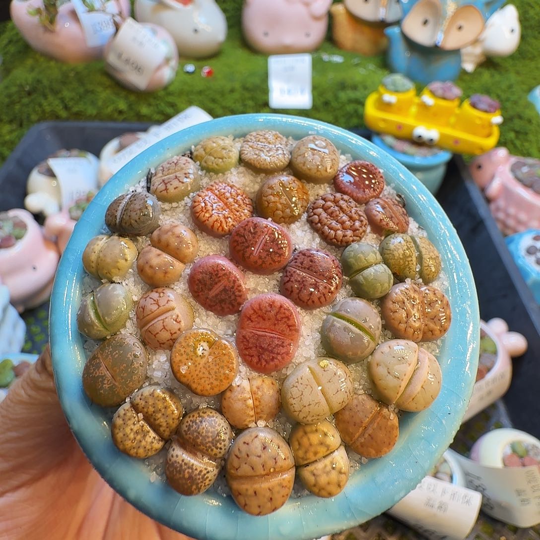 多肉植物福利冲1415